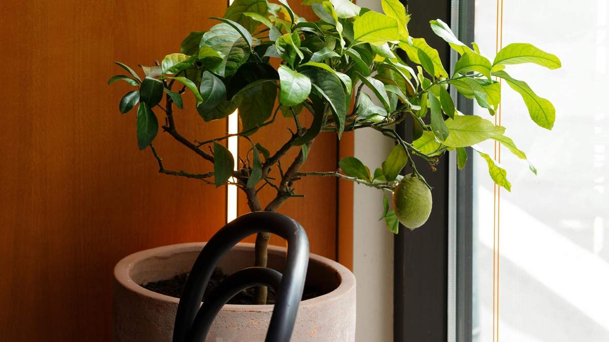 Esta guía completa te explicará paso a paso cómo plantar y mantener tu limonero en maceta.