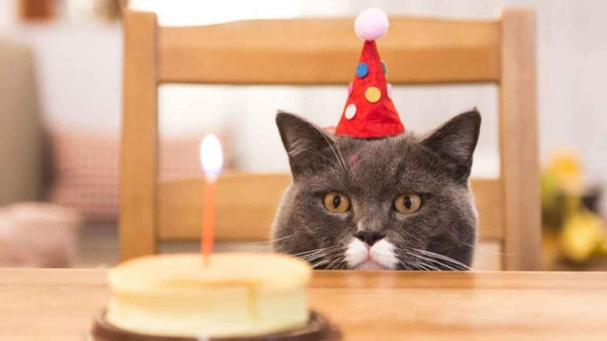 Imagen de archivo de un cumpleaños felino. Fuente: (Twitter)