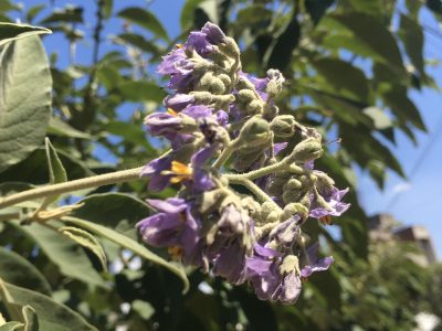 El árbol que crece rapidísimo, sobrevive en maceta y regala unas flores hermosas en primavera-verano