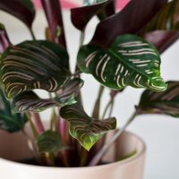 La poderosa y mágica planta que deberías tener en tu pieza para atraer el amor en el 2025