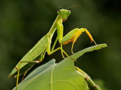 Curiosidades de la Mantis Religiosa: el insecto "boxeador" que todo amante de las plantas debería tener en su jardín