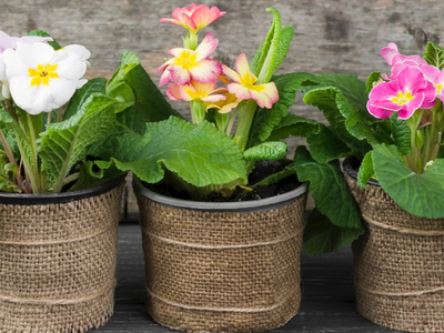Justo ahora que se acerca la Primavera: con cualquiera de estas plantas tu casa siempre tendrá rico olor