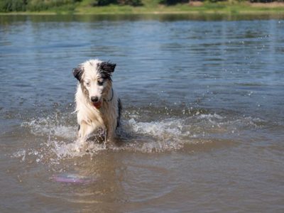 Buscan crear en la ciudad de Neuquén un balneario apto para mascotas