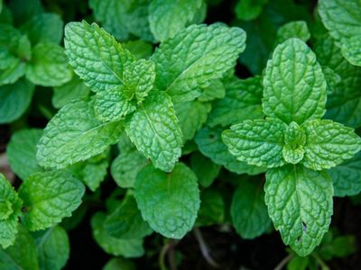 Por qué deberías poner menta en la almohada antes de dormir