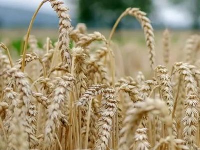El cambio climático amenaza un tercio de la producción de alimentos