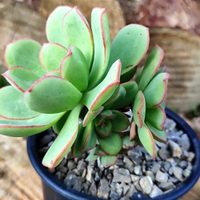 La planta perfecta para principiantes que podés tener dentro o fuera de casa sin problemas