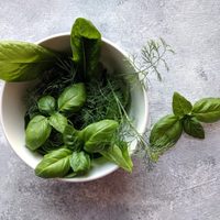 Los secretos de oro para tener tu planta de Albahaca envidiable y con las hojas más frescas