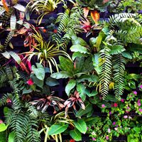 Conocé estas plantas de hojas exóticas que le darán un toque único a tu hogar