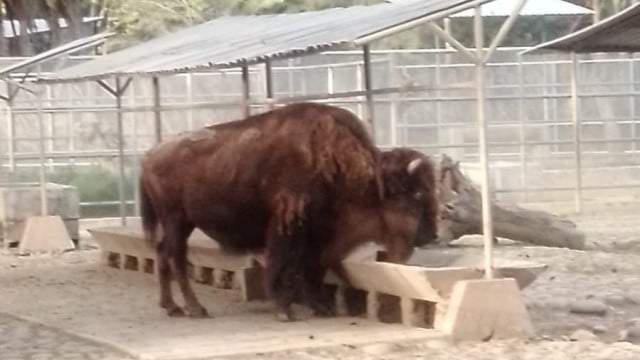 El animal tenía 26 años