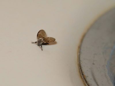 El truco milenario de la abuela para eliminar las molestas mosquitas que aparecen en tu baño