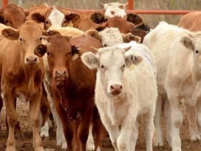 Confirman un segundo caso de gusano barrenador en Tamaulipas