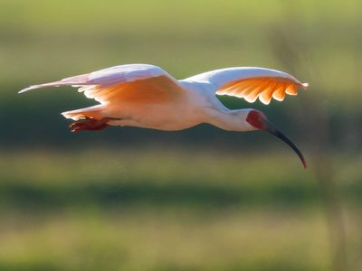 Había desaparecido por completo de Japón, pero ahora este pájaro renace de sus cenizas