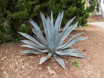 Los tips perfectos para cuidar tu suculenta Agave y que esté sana todo el año
