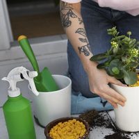 El secreto que seguro muchos jardineros esconden: mirá cómo preparar el mejor abono para tus plantas en casa