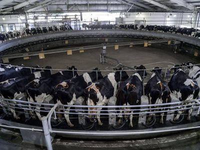 Brasil habilitó el ingreso de leche en polvo desde la Argentina