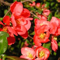 La planta de poco mantenimiento que genera un impacto visual en tu jardín por sus bellas flores que nacen en invierno