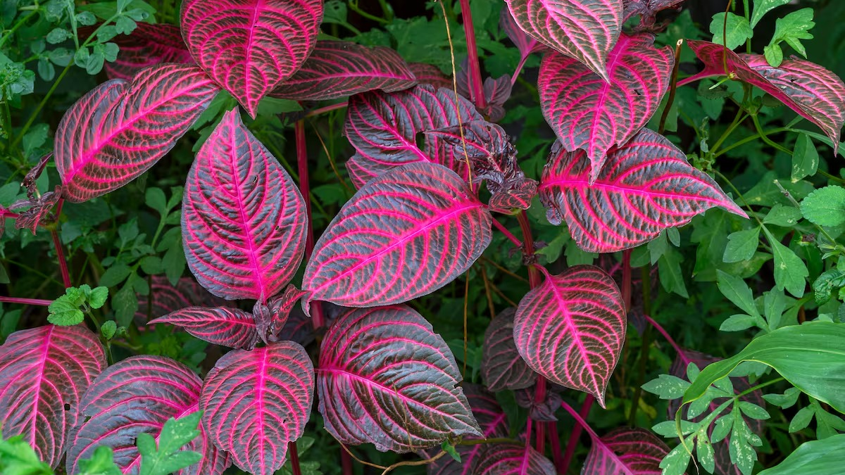 Plantas. Fuente: (Angie Cottingham/Getty Images)