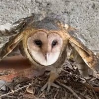 Rescataron una lechuza herida en Aluminé y le implantaron plumas para que pueda volar