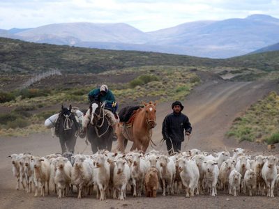 Operativo trashumancia: piden transitar con extrema precaución en Neuquén