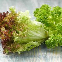 La lechuga está carísima: cultivala en casa en pocos pasos y con este sencillo truco