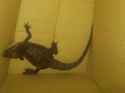 Los detuvieron por llevar un caimán dentro de una caja de cartón en el Metro Guerrero