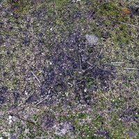 Nevado de Toluca: Deforestación por decreto