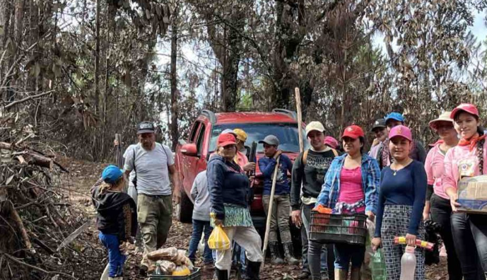 Reforestan con pinos parcelas donde cultivaban amapola en la sierra de Guerrero