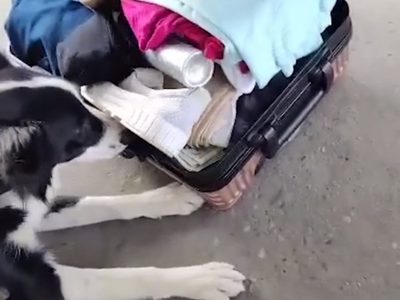 Lola, la perra de la Aduana que descubrió a un hombre que intentaba ingresar al país con US$30.000