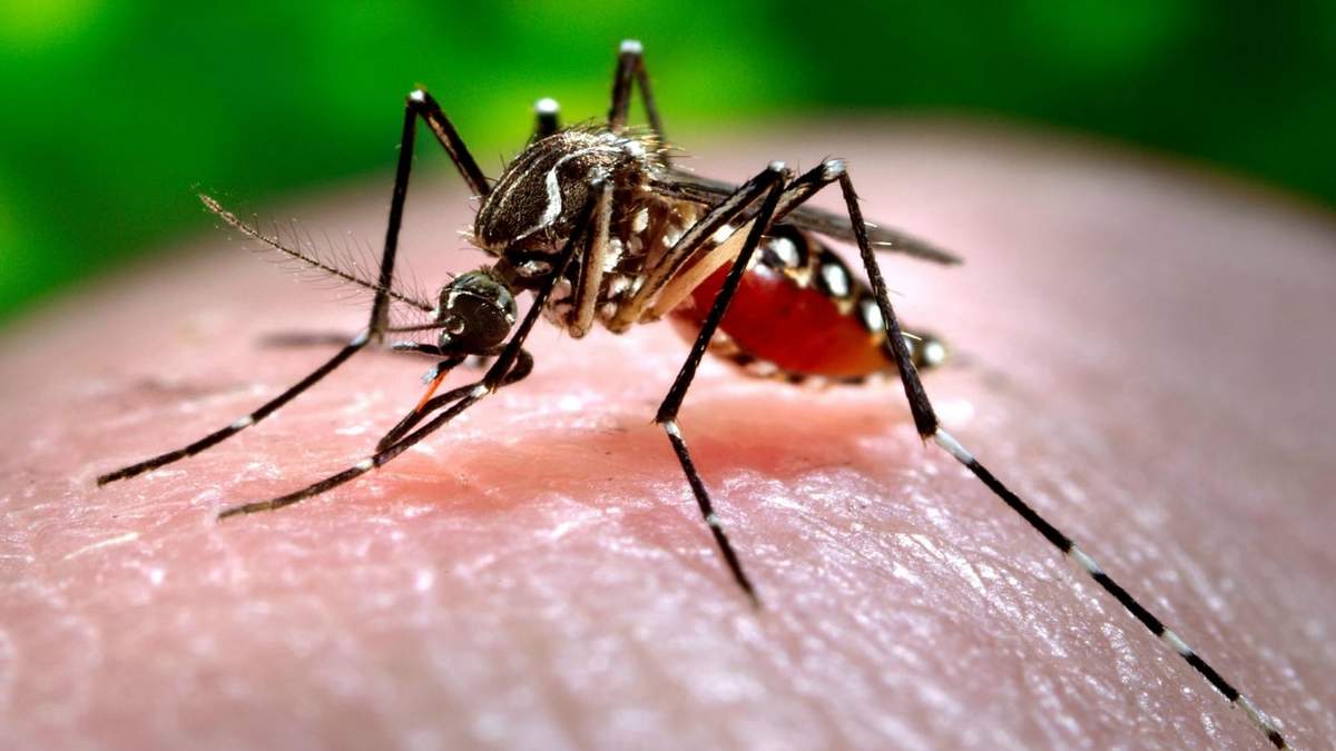 Dengue. Fuente: (Twitter)