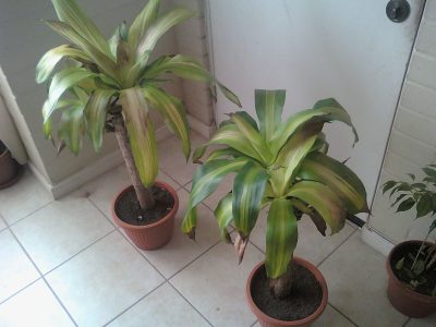 El truco milagroso de los jardineros para curar las hojas feas y marrones en tu Palo de agua