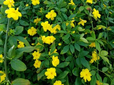 La planta de pocos cuidados y hermosa para decorar o cubrir paredes que no te puede faltar en primavera
