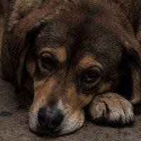 Aprueban en CDMX creación de “Maltratómetro Animal” para promover protección hacia animales