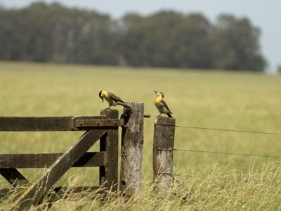 Desarrollan un protocolo para impulsar turismo rural en Argentina