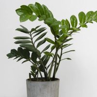 Atención, principiantes: las plantas más fáciles de cuidar, que necesitan poca agua y que debes tener en casa