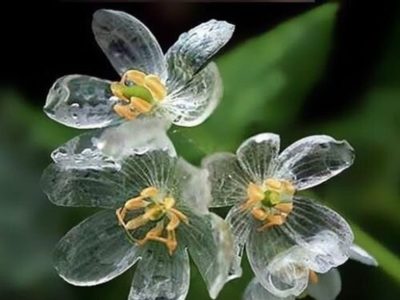 No todos la pueden tener: mirá cuál es la planta que cambia el color de sus flores a transparente con la lluvia