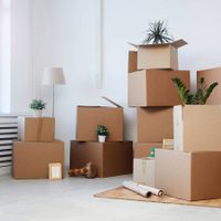 Las plantas que mejor resisten una mudanza: cómo cuidarlas