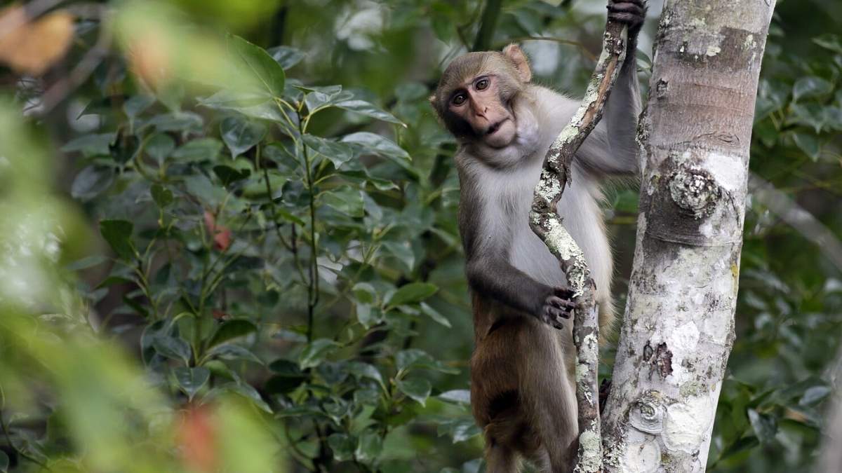 En esta fotografía del 10 de noviembre de 2017, un macaco Rhesus observa mientras unas personas navegan en el río Silver, en Silver Springs, Florida.
