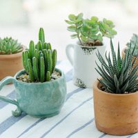 Antes de que termine el Invierno: esto es lo que tenés que hacer con tus suculentas para tener un hermoso jardín