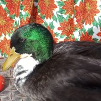 Pese al pedido de la gente, pato Juan no volverá al Centro