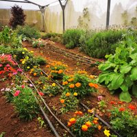 Tres plantas de la huerta con hermosas flores que podés usar como adorno y también comerlas