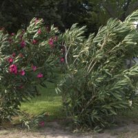 Emiten un nuevo alerta amarillo por nuevas nevadas y viento intenso en Neuquén