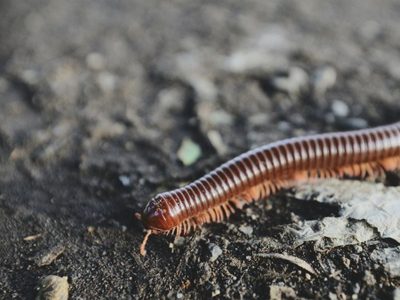 Curiosidades sobre el ciempiés: el insecto inofensivo que es capaz de controlar todas las plagas de tu jardín