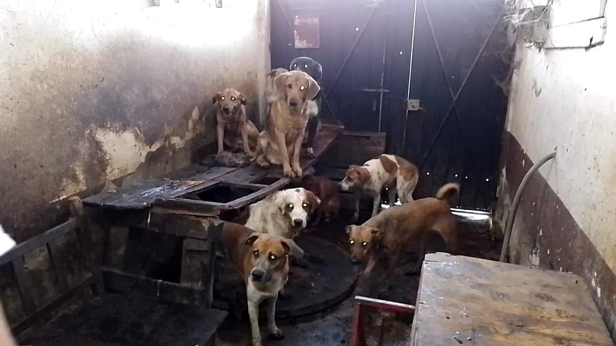 Perros rescatados