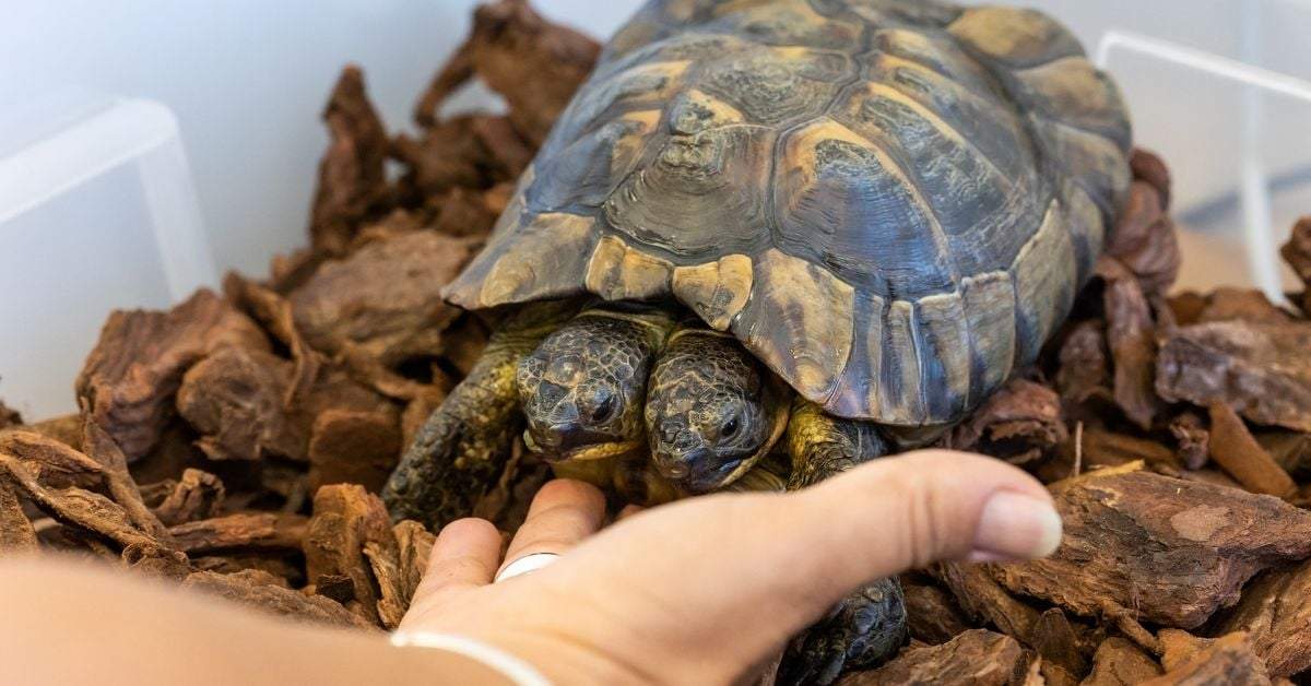 Tortuga. Fuente: (Twitter)