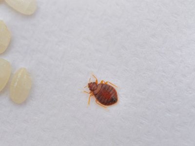 Una plaga de chinches invade París, sede de los Juegos Olímpicos 2024