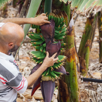 El secreto para tener bananas gratis en tu hogar y que tu planta crezca saludable