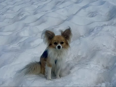 Un chihuahua salvó a su dueño de una muerte segura tras caer 8 metros en un glaciar