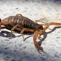 Olvidate de los alacranes en casa con esta planta fácil de cuidar y que los espanta en un instante