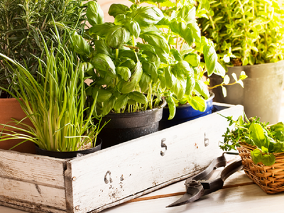 La planta que es un tesoro para tu hogar porque atrae tanto la salud como el dinero