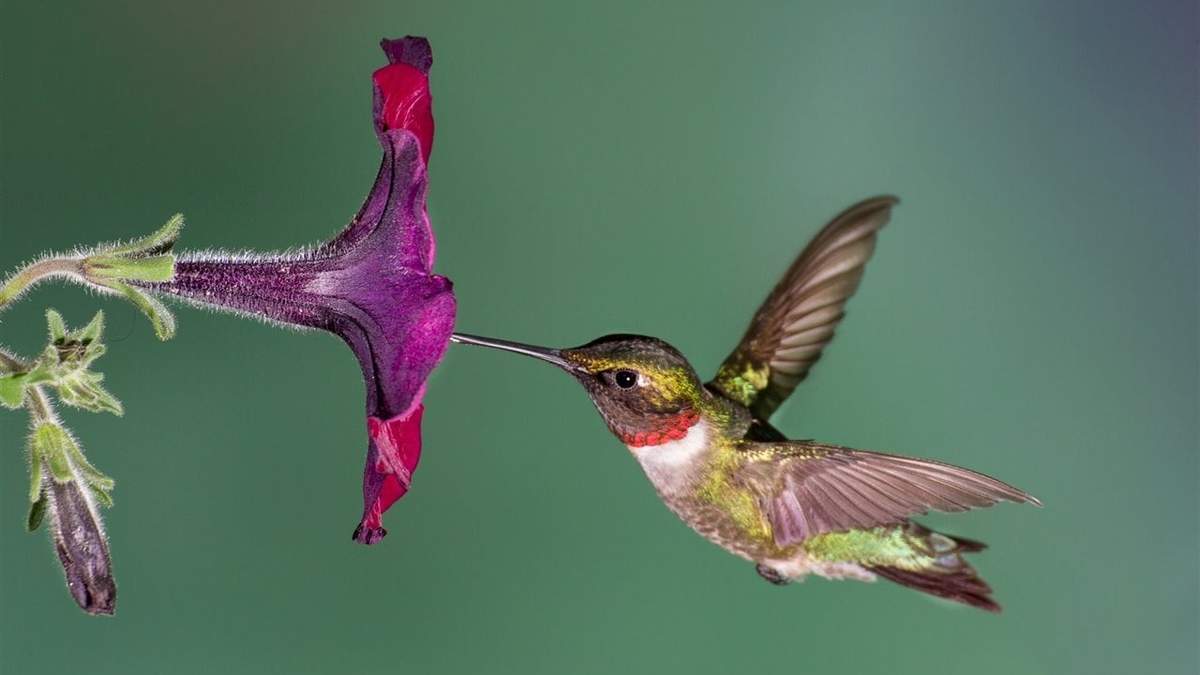 Colibríes. Fuente: (Instagram)